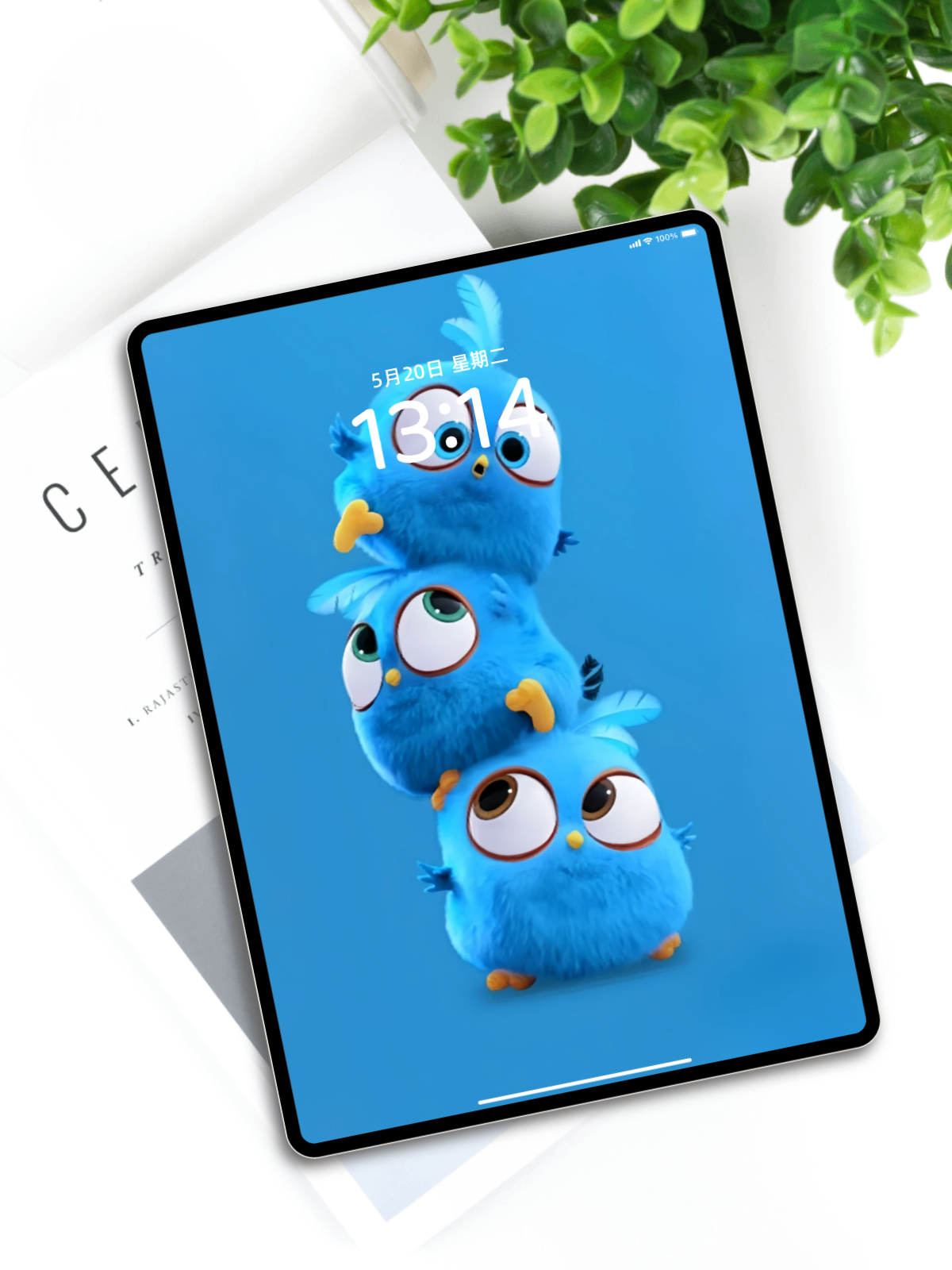 蓝色小鸟萌宠壁纸丨手机电脑iPad笔记本全套高清可爱卡通背景图